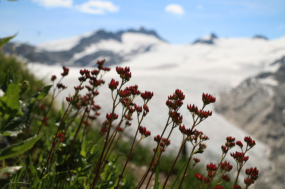 Selkirk Mountain Experience