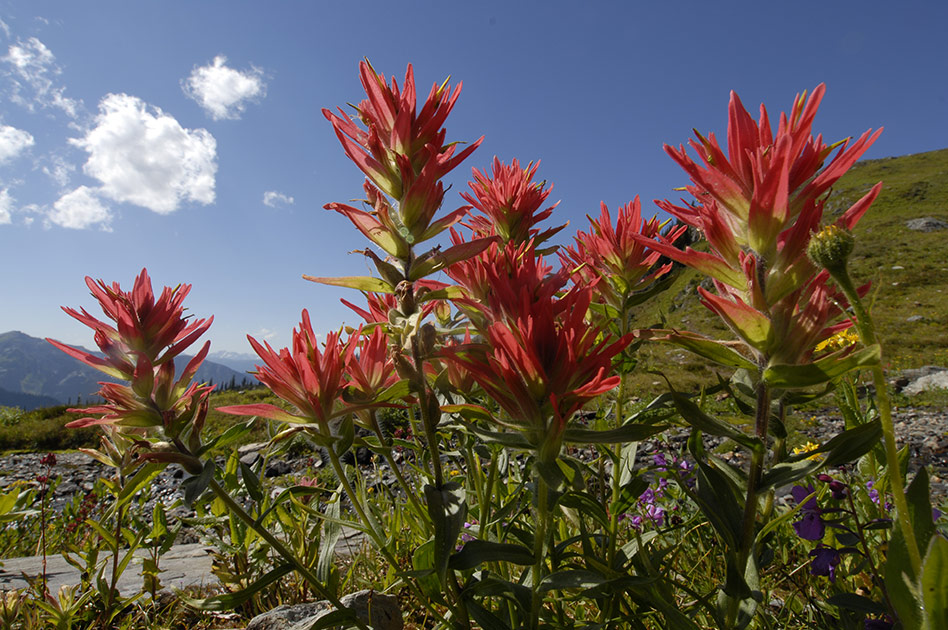 Hiking  at Selkirk Mountain Experience