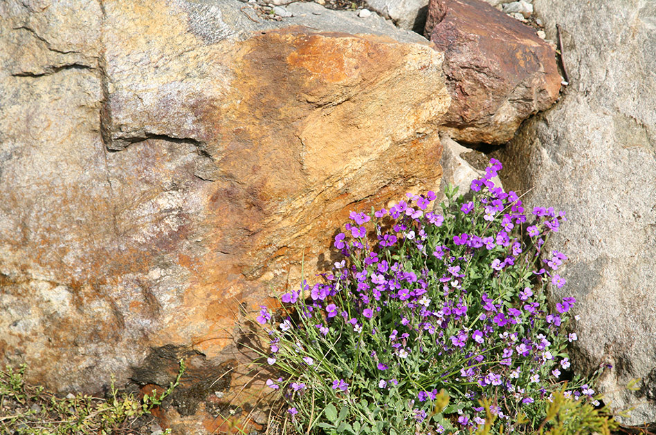 Selkirk Mountain Experience summer