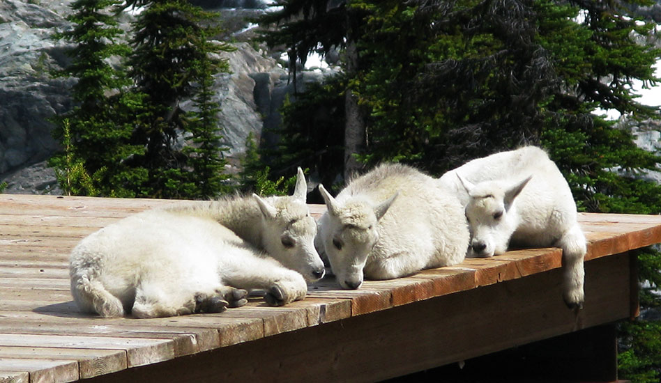 Hiking at The Durrand Glacier Chalet