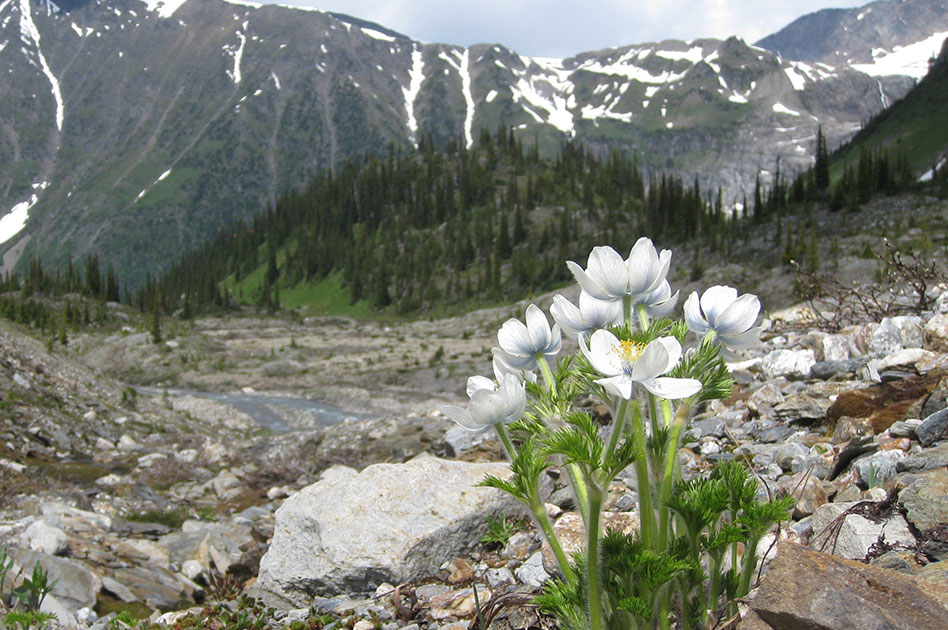 Hiking at Selkirk Mountain Experience