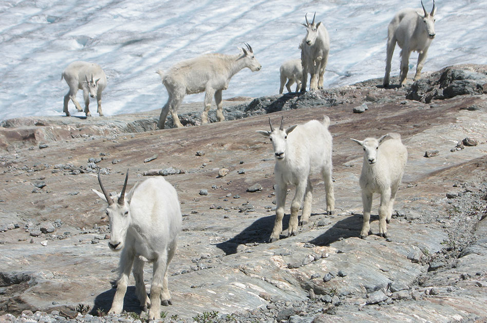 Hiking at Selkirk Mountain Experience